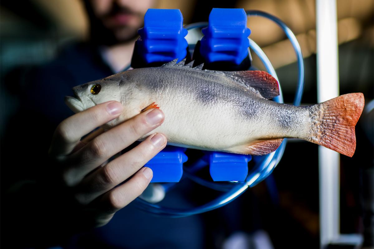 Fish handling at Northeastern